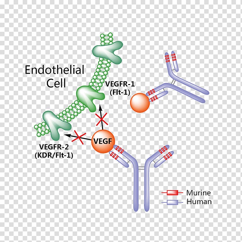 Erenumab Calcitonin gene-related peptide Galcanezumab Migraine Pharmaceutical drug, vegf receptor transparent background PNG clipart
