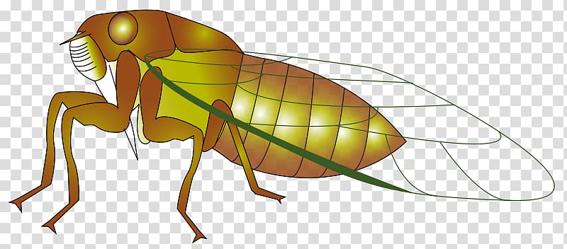 Insect Cicadidae Computer Icons , Countrywestern Dance transparent background PNG clipart