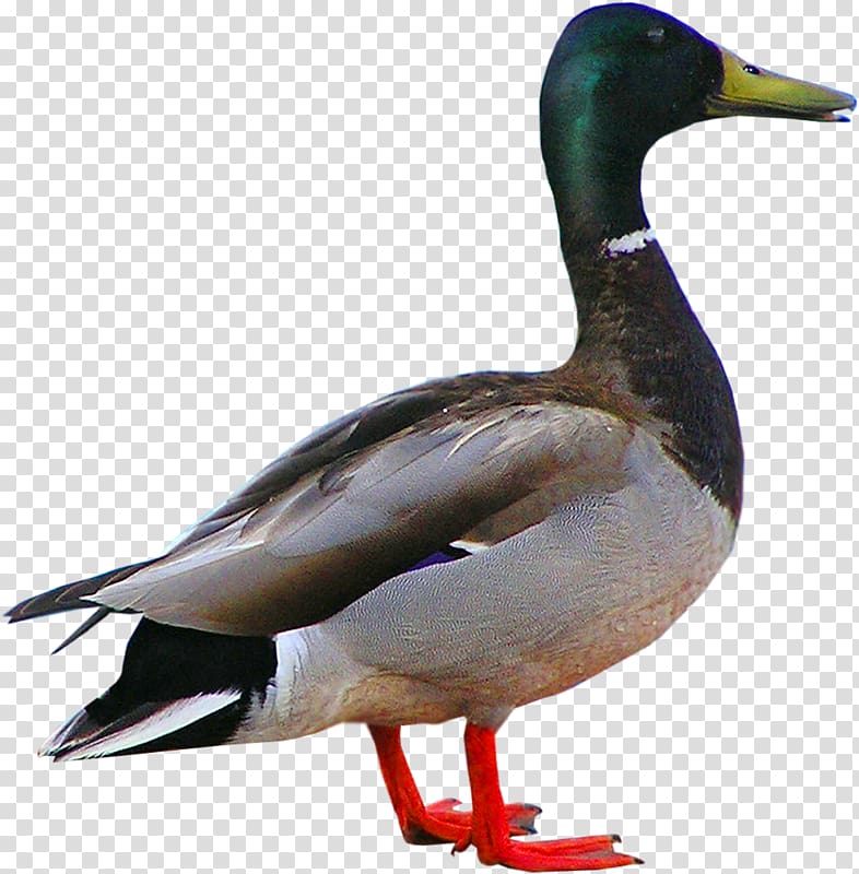 mallard duck, Pressed duck Bird Goose, A duck transparent background PNG clipart