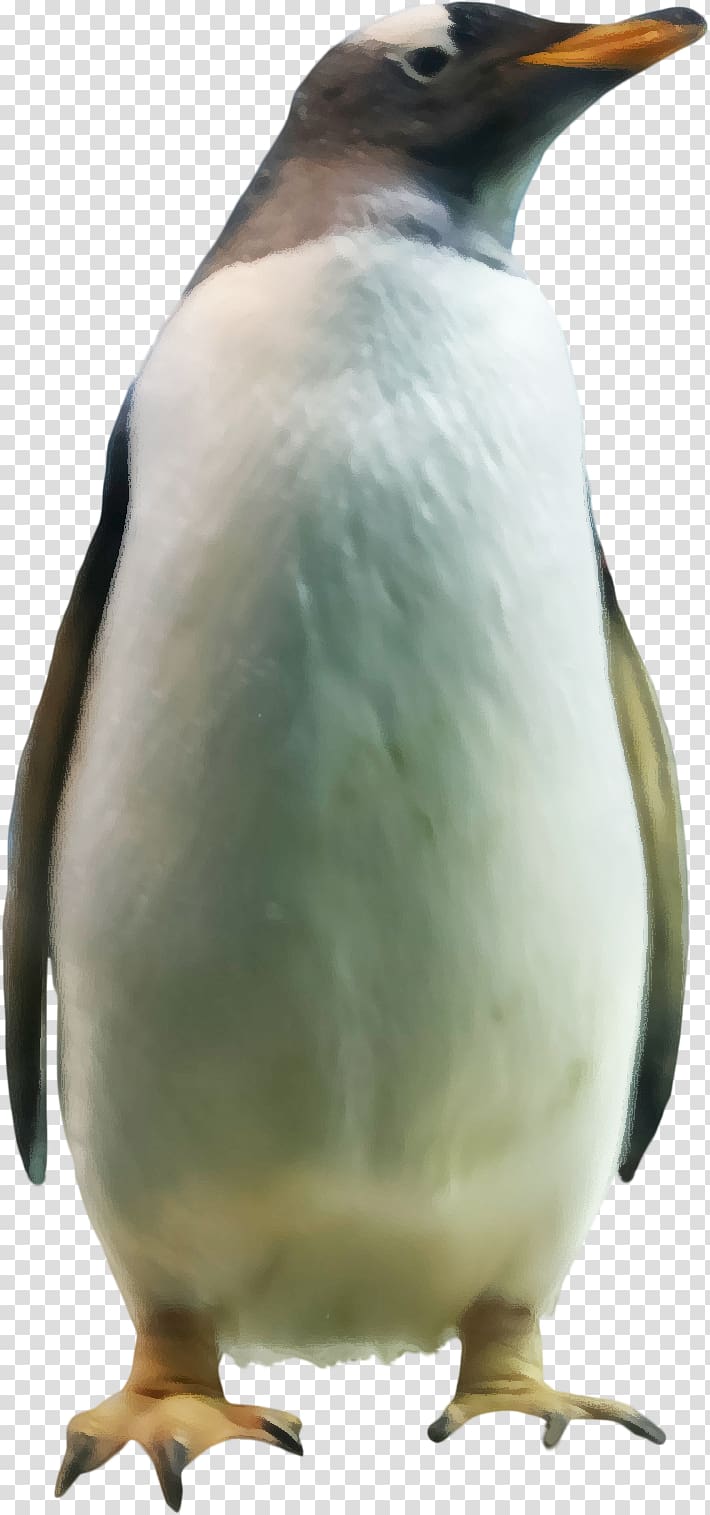 King penguin , Pretty Penguins transparent background PNG clipart