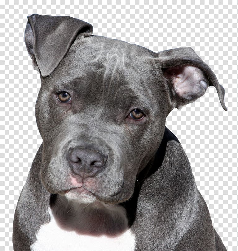 American Pit Bull Terrier American Staffordshire Terrier Bulldog, puppy transparent background PNG clipart