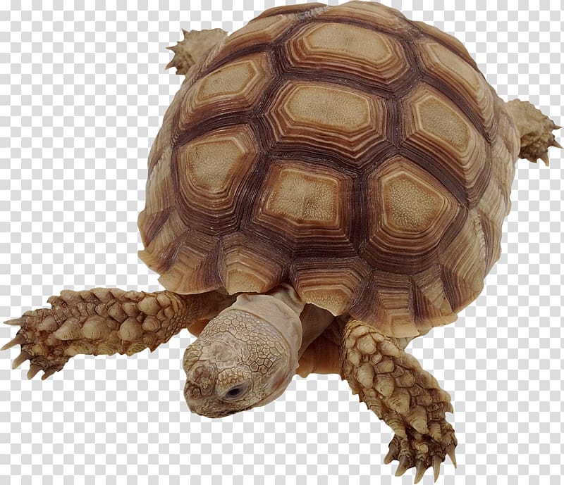 brown turtle, Box turtle Common snapping turtle Tortoise Snapping Turtles, Turtle transparent background PNG clipart