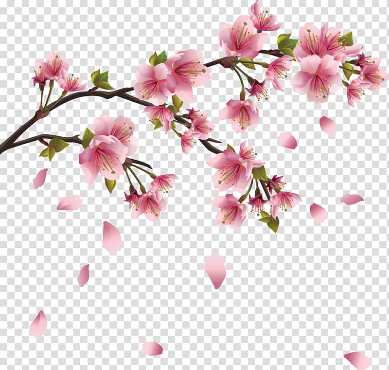 Cherry blossom , falling cherry blossoms transparent background PNG clipart
