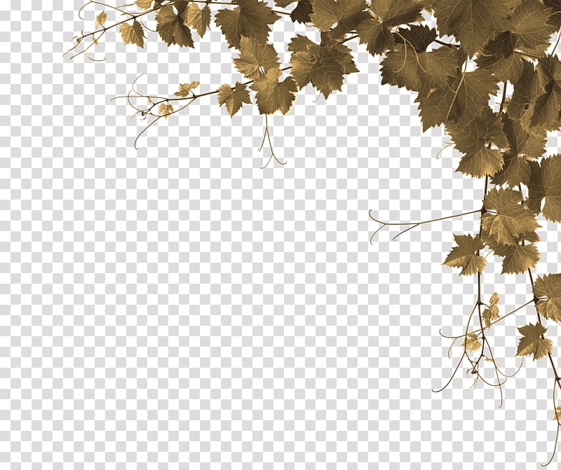 Common Grape Vine Desktop Grape leaves, foliage transparent background PNG clipart