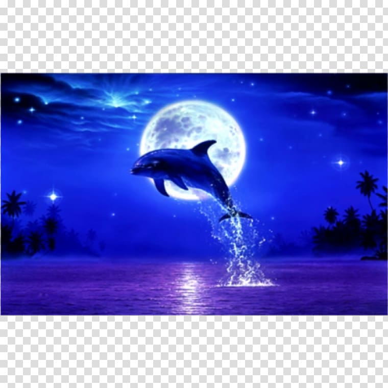 Desktop Blog Dolphin, dolphin transparent background PNG clipart