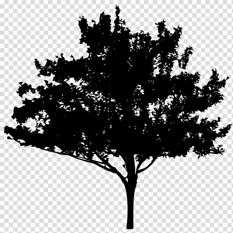 Silhouette , Quercus Robur transparent background PNG clipart