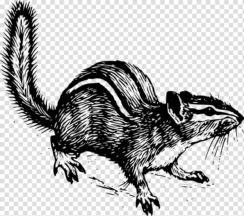 Squirrel Siberian chipmunk Drawing , Chipmunk transparent background PNG clipart