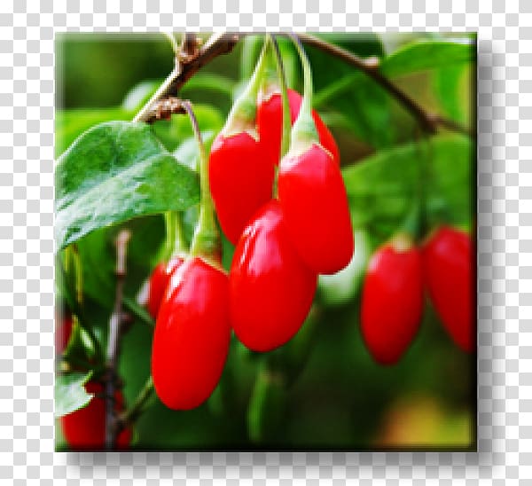 Matrimony vine Lycium chinense Goji Almindelig bukketorn Berry, plant transparent background PNG clipart