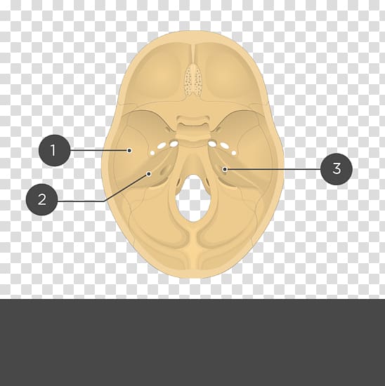 Temporal bone Sphenoid bone Ethmoid bone Anatomy, skull transparent background PNG clipart