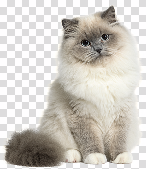Ragdoll Cat Blue Eyes Fluffy transparent background PNG clipart thumbnail