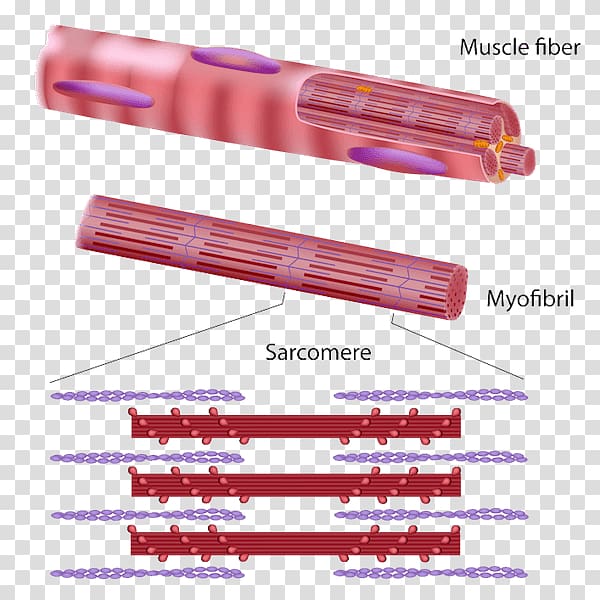 Skeletal muscle Myofibril Muscle tissue Muscle contraction Muscular system, Muscle Relaxation transparent background PNG clipart