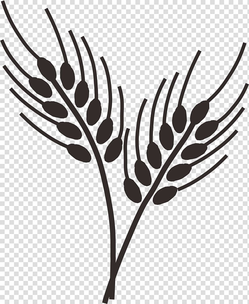 Common wheat Drawing Cereal Wheatgrass , Wheat stick figure transparent background PNG clipart