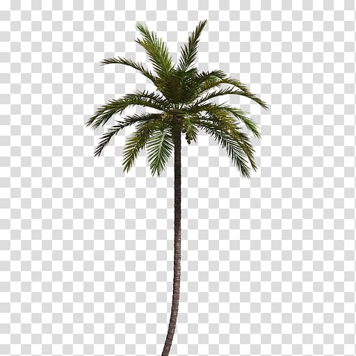 Coconut Date palm Flowerpot Plant stem Arecaceae, coconut transparent background PNG clipart