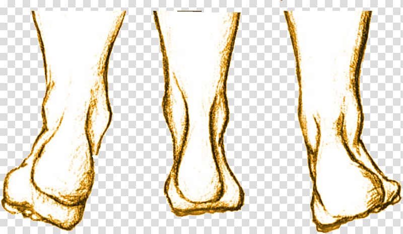 Anatomy Foot Transverse plane Supination Podiatrist, Gamba transparent background PNG clipart