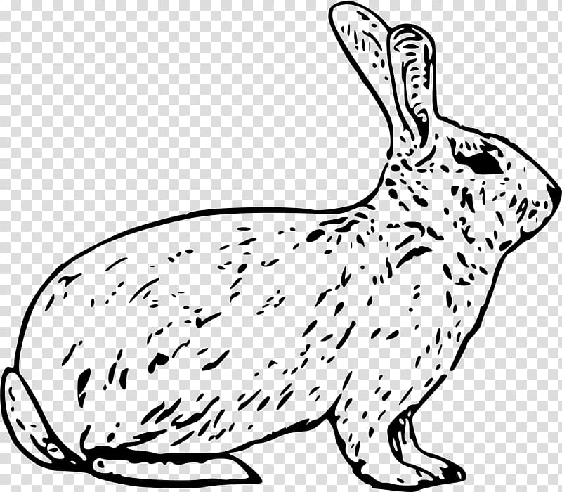 Arctic hare European hare Snowshoe hare , Rabbit draw transparent background PNG clipart