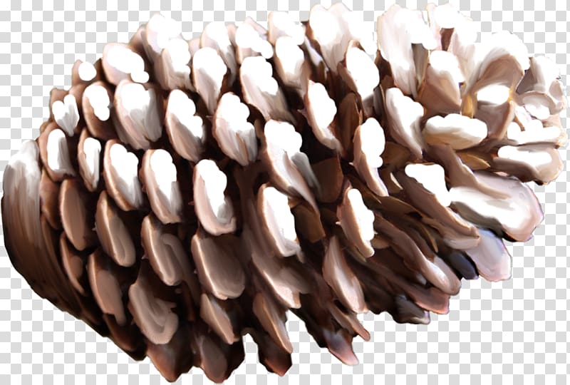 Pine cone transparent background PNG clipart