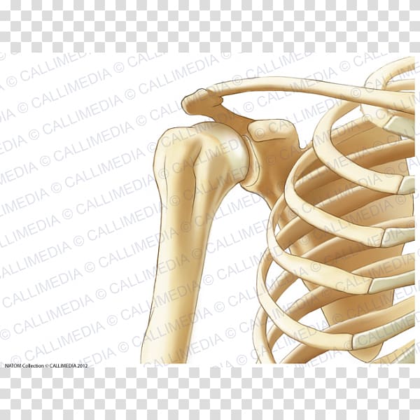Thorax Anatomy Human body Bone Human skeleton, collum transparent background PNG clipart