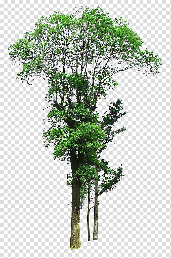 linden tree growth material transparent background PNG clipart