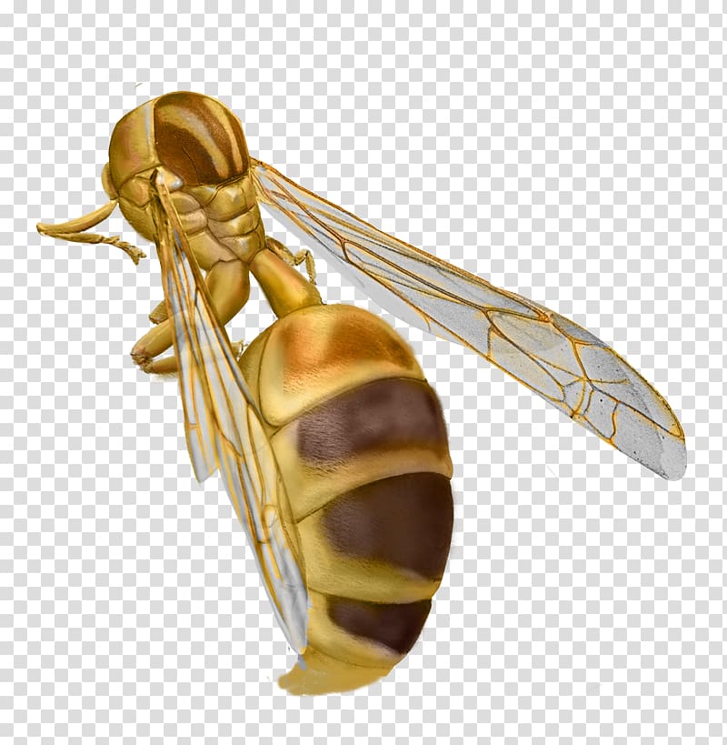 Hornet Insect True bugs Pollinator, insect transparent background PNG clipart