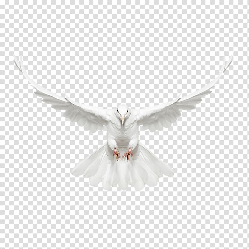 white bird illustration, Columbidae Bird, White dove fly front transparent background PNG clipart