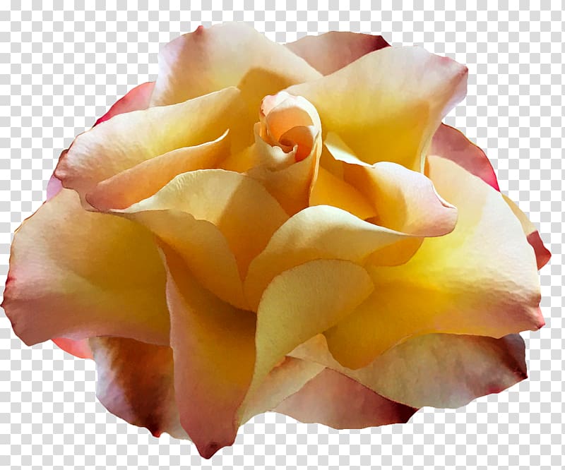 Garden roses Floribunda Cut flowers Petal, See You Soon transparent background PNG clipart