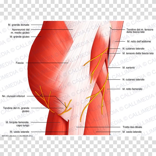 Muscles of the hip Muscular system Pelvis, others transparent background PNG clipart