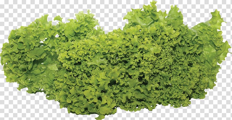 Lettuce Salad Vegetable, Green salad transparent background PNG clipart