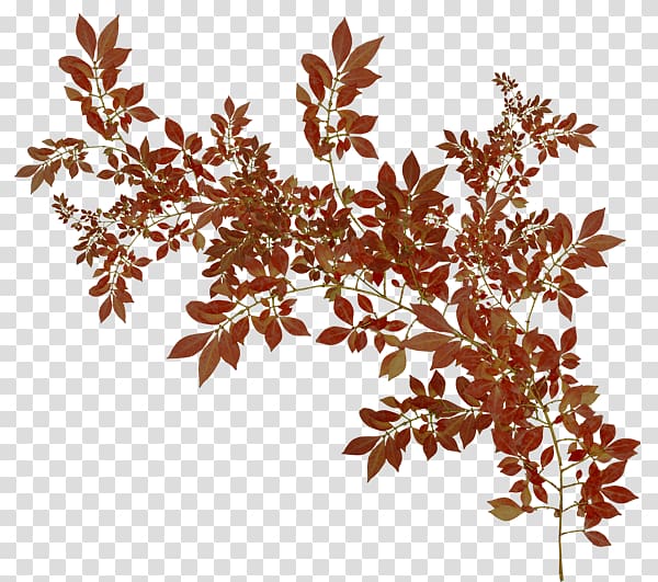 Albom Leaf Autumn , others transparent background PNG clipart