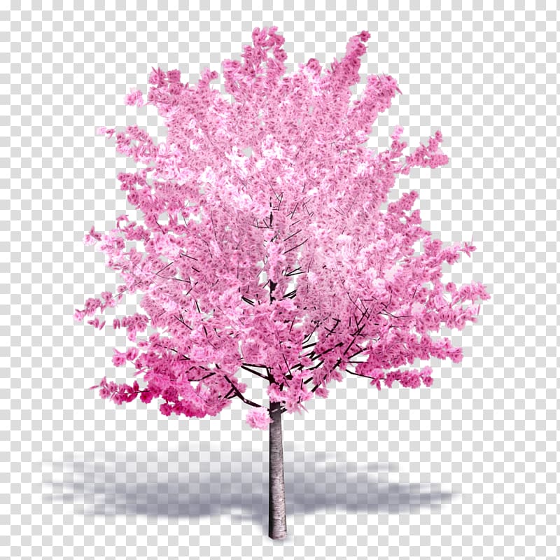 Tree Autodesk Revit Building information modeling Cherry blossom .dwg, blooming lilies transparent background PNG clipart