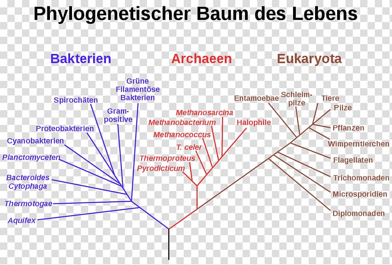 Phylogenetic tree Domain Organism Phylogenetics Systematics, tree transparent background PNG clipart