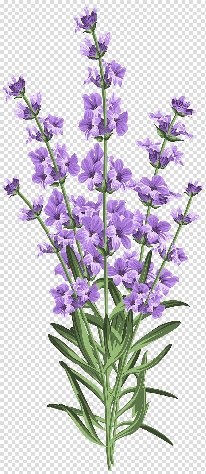 Lavender Wedding invitation Flower , lavender transparent background PNG clipart