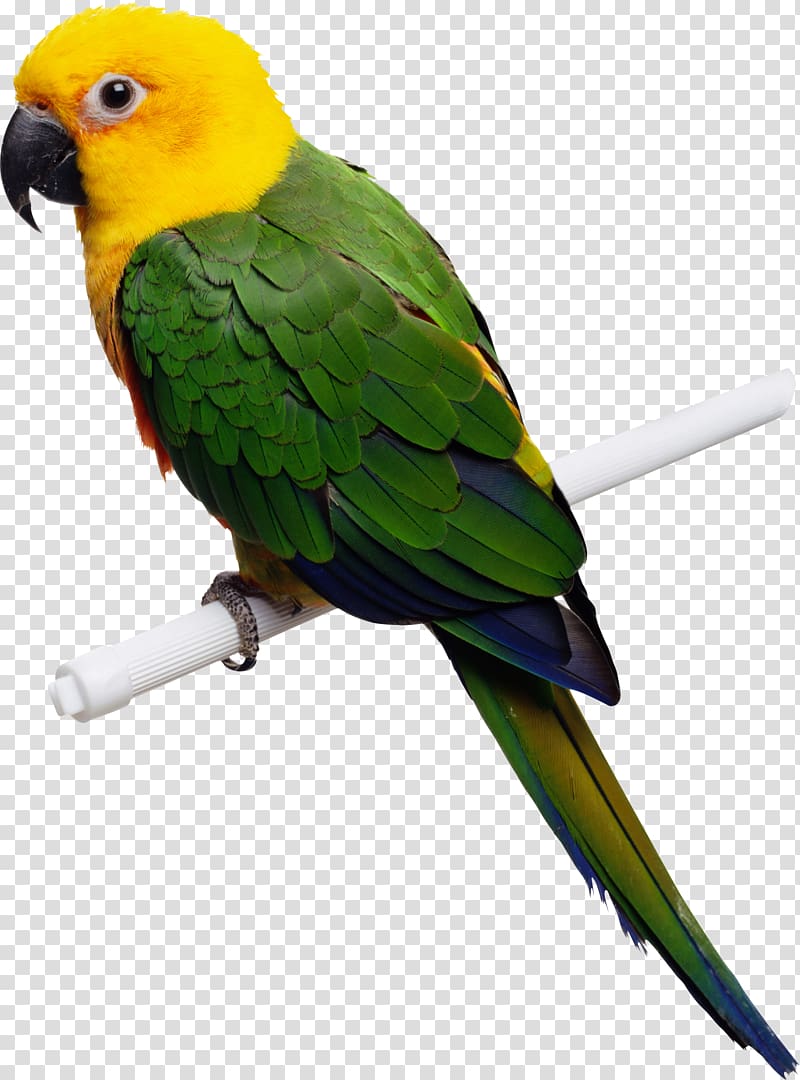Bird Beak Veterinarian Avian Medicine and Surgery Avian Medicine., Green-yellow parrot s, free transparent background PNG clipart