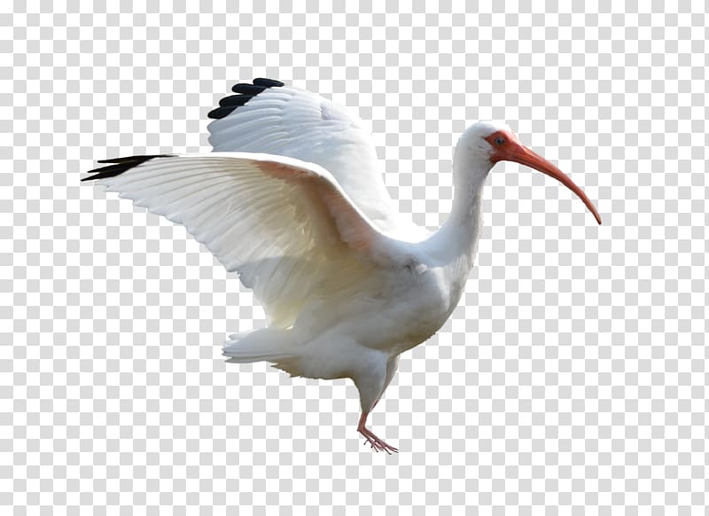 Flight Bird Crane Goose Ibis, Flying Crane transparent background PNG clipart
