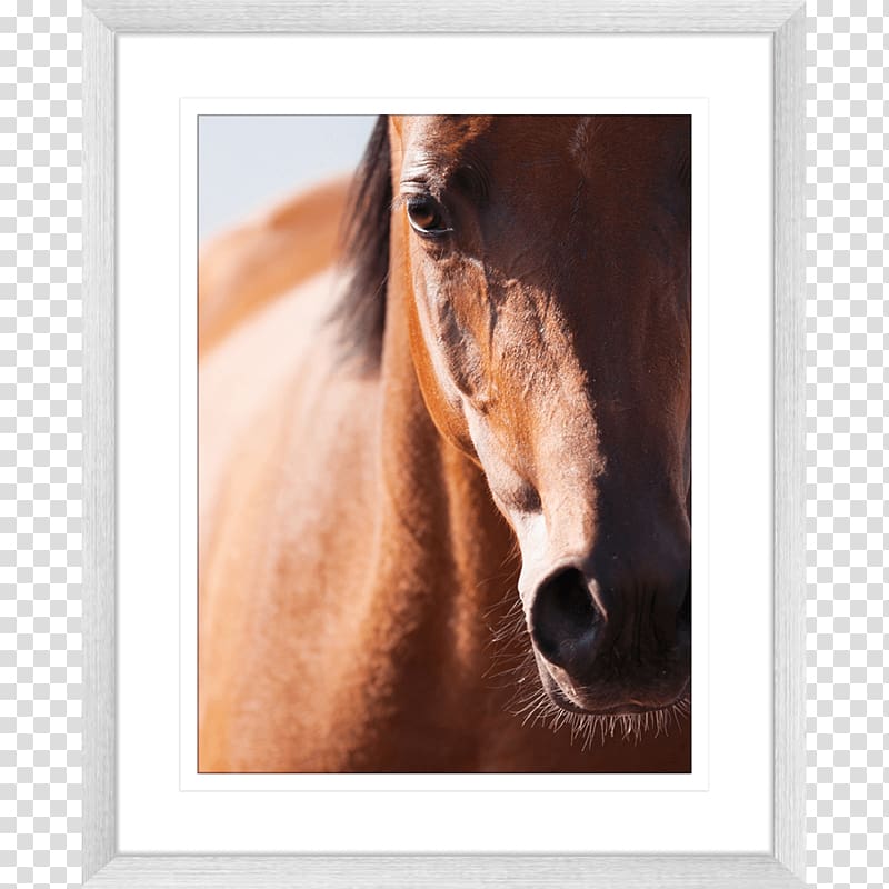 Arabian horse Mane Gypsy horse Akhal-Teke Knabstrupper, horse watercolor transparent background PNG clipart