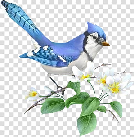 Drawing Blue jay Illustrator, others transparent background PNG clipart