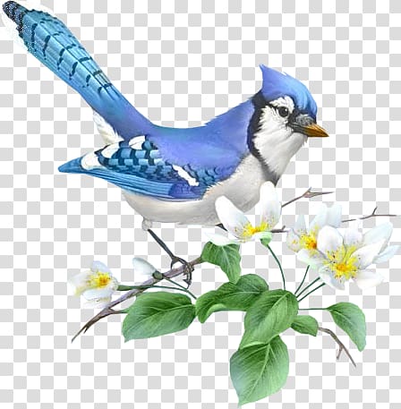 Blue Jay Clipart Transparent - Blue Jay Bird Silhouette, HD Png Download -  vhv