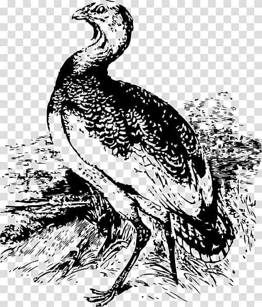 Bird Great bustard Drawing Vertebrate, Bird transparent background PNG clipart
