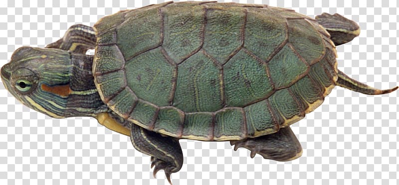 Green sea turtle Scape , Turtle transparent background PNG clipart