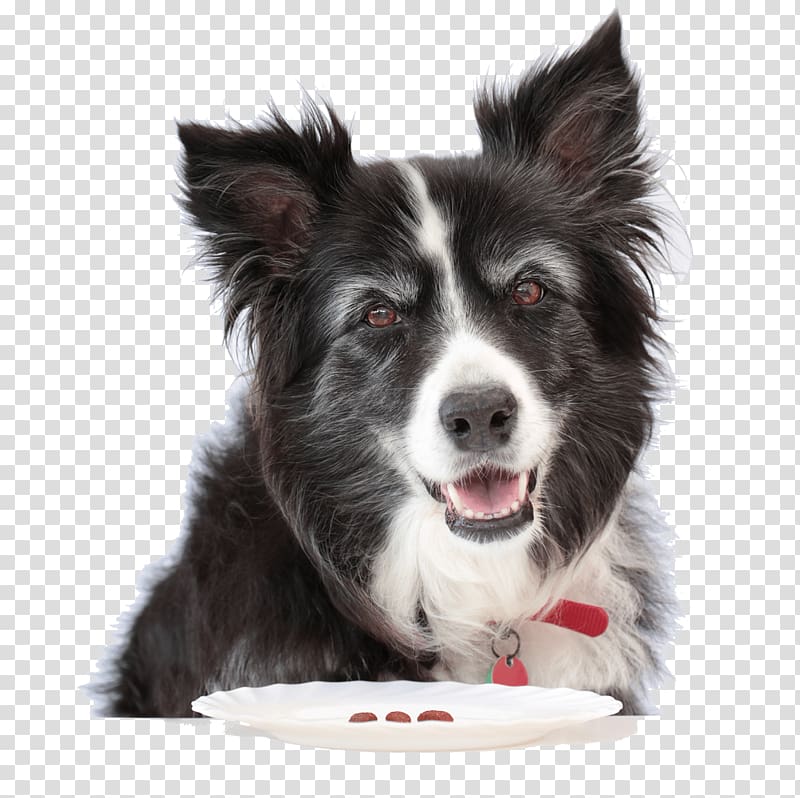 Home Cooking for Sick Dogs: Easy Cuisine for the Special Diet Canine When Your Dog Has Cancer: Making the Right Decisions for You and Your Dog Amazon.com The Best Fed Dog in America: Canine Cuisine, Dog Culture, Facts and Merriment, dog food transparent background PNG clipart