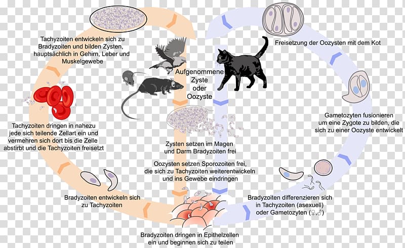 Cat Felidae Toxoplasma gondii Toxoplasmosis Infection, infection transmission transparent background PNG clipart