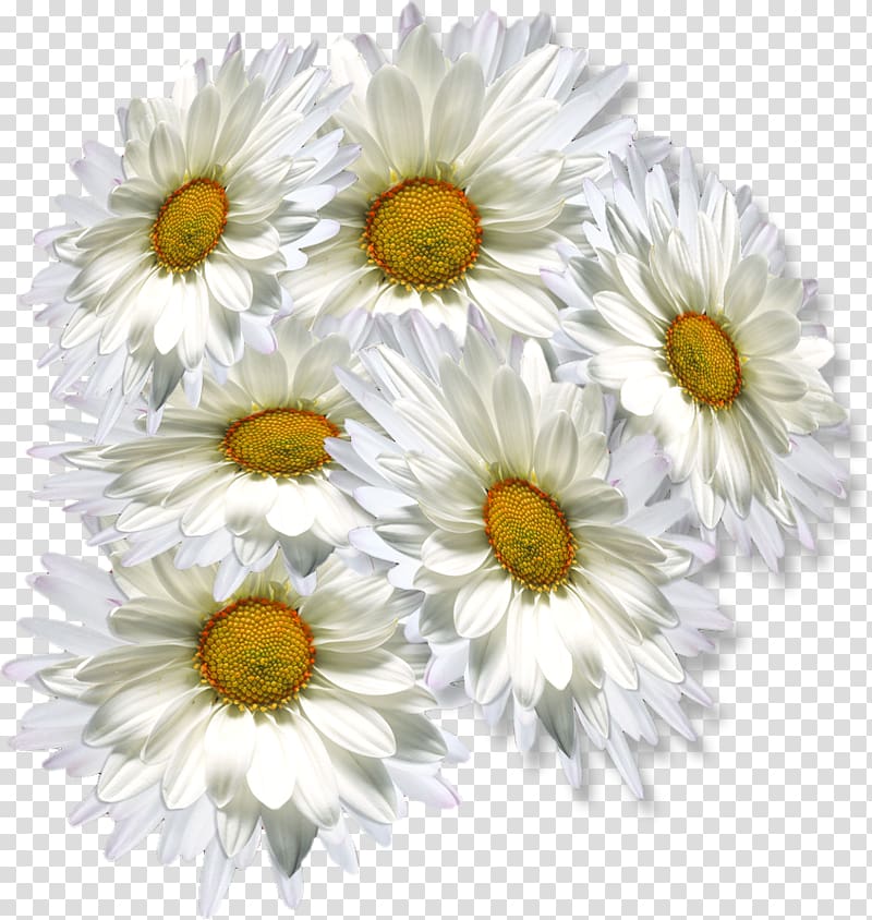 Oxeye daisy Chrysanthemum tea , others transparent background PNG clipart