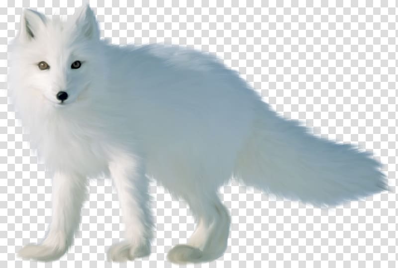 Arctic fox Red fox Canadian Eskimo Dog Nick Wilde, arctic fox transparent background PNG clipart