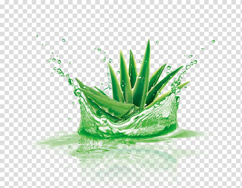 Aloe vera, Green Aloe transparent background PNG clipart