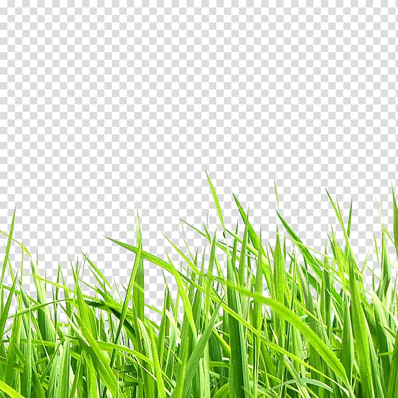 green grass, Adobe Illustrator Scalable Graphics , Meadow transparent background PNG clipart