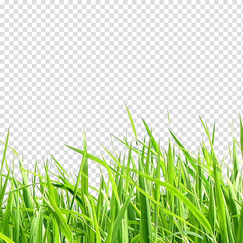 illustrator grass download