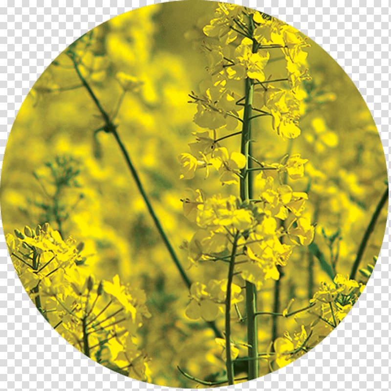 Rapeseed Green manure Agriculture Raw material, cover crops transparent background PNG clipart