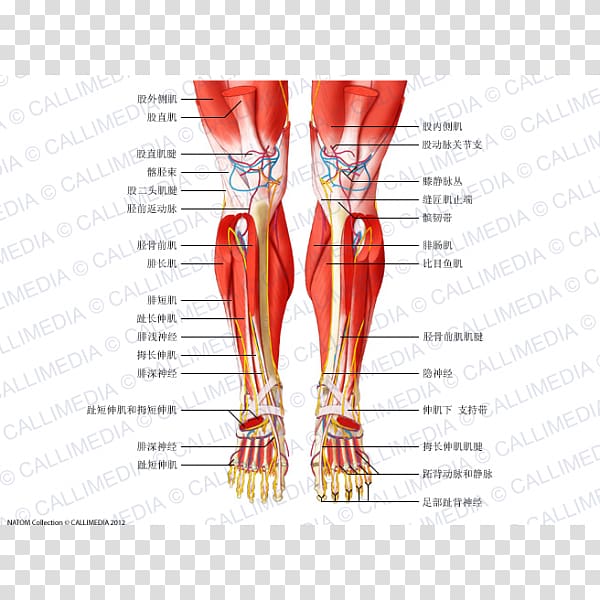 Muscle Anatomy Crus Muscular system Knee, rectus femoris function transparent background PNG clipart