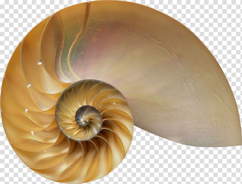 The Secret Code: The Mysterious Formula that Rules Art, Nature, and Science Hardcover Amazon.com About looking Divine Proportion: Phi in Art, Nature, and Science, seashell transparent background PNG clipart