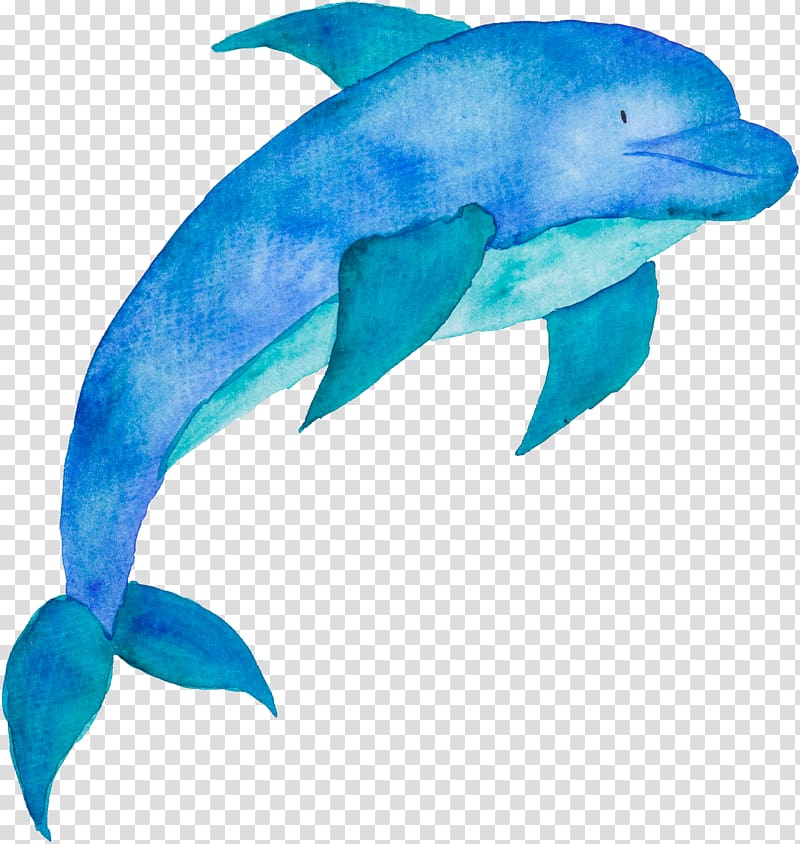 Portable Network Graphics Poster Cetacea Illustration, dolphin transparent background PNG clipart