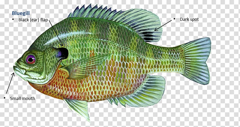 Tilapia Bluegill Redear sunfish Sunfishes Green sunfish, the fish out of the water transparent background PNG clipart